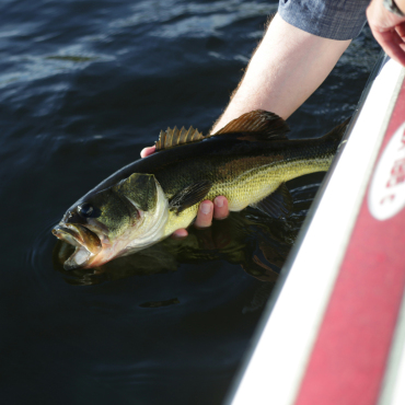 Pulling the fish up into the boat